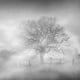 Misty Tree