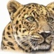 Leopard, Buntstift