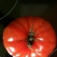 Tomate 01