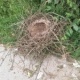 Natur 2012 Nest 01