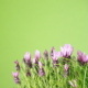 Natur 2012 Blumen