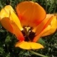 Natur 2012 Blumen