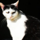 Bastet the Cat 2012 No. 03