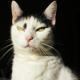 Bastet the Cat 2012 No. 06