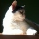 Bastet the Cat 2012 No. 11