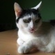 Bastet the Cat 2012 No. 13