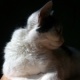 Bastet the Cat 2012 No. 14