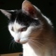 Bastet the Cat 2012 No. 17