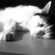 Bastet in Black and White 02