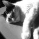 Bastet in Black and White 08