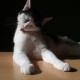 Bastet the Cat 2012 No. 27