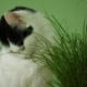 Bastet and her Cat Grass