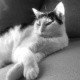 Bastet in Black and White 16