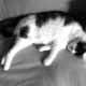 Bastet in Black and White 20