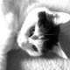 Bastet in Black and White 21