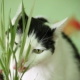 Bastet and her Cat Grass 03