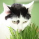 Bastet and her Cat Grass