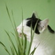 Bastet and her Cat Grass