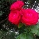 Natur 2012 Blumen Rosen