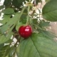 Cherry 3