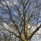 Natur 2012 Baum