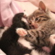 Baby Cats Edward and Bella 2012