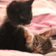 Baby Cats Edward and Bella 2012 No. 02