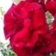 Natur 2012 Blumen Rosen