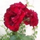 Natur 2012 Blumen Rosen