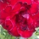 Natur 2012 Blumen Rosen