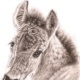 Wildpferd-Fohlen – Sepia-Kohle