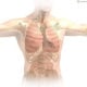 Organe Skelett und Lunge