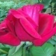 Flowers Rose 02