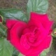 Flowers Rose 03