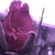 pink Rose 01