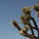 joshua tree park – californien