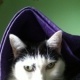 Bastet the Cat 2012 Teil 02