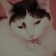 Bastet the Cat 2012 Teil 02