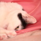 Bastet the Cat 2012 Teil 03