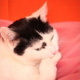 Bastet the Cat 2012 Teil 03