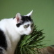Bastet the Cat 2012 Teil 04