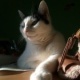 Bastet the Cat 2012 Teil 06