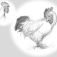 Hühnergeschichten: »Caruso«