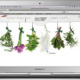 Web / Herbs in the city / Web Design