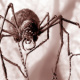 Artwork für Beehoover – Chain Spider
