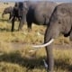 amboseli np8