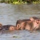 lake naivasha bootssafari9