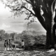 Children at the Big Tree – Kontum Village – Central Highland – Vietnam