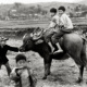 Buffalo Riding – Tuan Giao – Northwest Vietnam