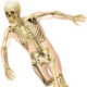 Skeleton—Serie GPS Ciencias Naturales (Editorial Grupo Macmillan – Argentina 2013)